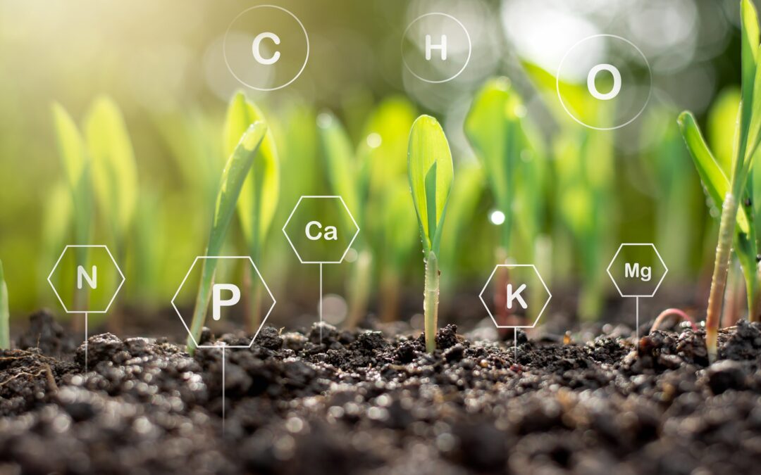 O balanço de carbono veio para ficar nas organizações públicas e privadas